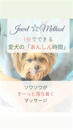 1分でできる♪愛犬のソワソワが落ち着くドッグマッサージ #シニア犬との暮らし #ドッグマッサージ #ヨークシャテリア #ヨーキー #いぬすたぐらむ #犬の健康 #jewelmethod