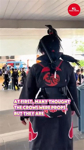 【🦅🔥 Real-Life Itachi Uchiha Spotted! 🔥🦅】 Cosplay taken to the next level — a man was seen cosplaying Itachi Uchiha with not one, but TWO real crows by his side! 😱 At first glance, you’d think they’re props… but step closer and you’ll realize these crows are 100% real. 🦅 Apparently, he raised them since they were young, creating the ultimate Itachi cosplay masterpiece that looks straight out of Naruto. 🌀 Netizens are calling it: “ Itachi in real life!” 🙌 #ItachiUchiha #Naruto #CosplayGoal
