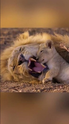 Why Lions Kill Cubs: Shocking Survival Instincts Revealed!