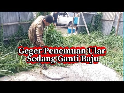 Geger Penemuan Ular Sedang Ganti Baju ‪@kirayuular‬