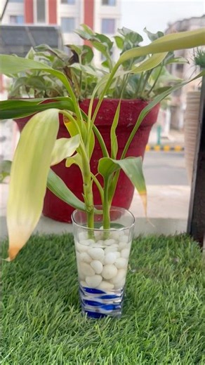 How To Grow Lucky Bamboo Plant From Cuttings In Water 🪴|#homegardening #youtubeshorts