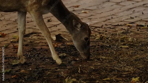 Spotted deer eating food from the ground inside a zoo enclosure. Concept of natural feeding behavior wildlife routine and animal life in captivity