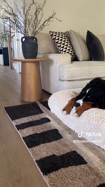 Aesthetically Pleasing Barney Bed Unboxing for Bernese Mountain Dogs