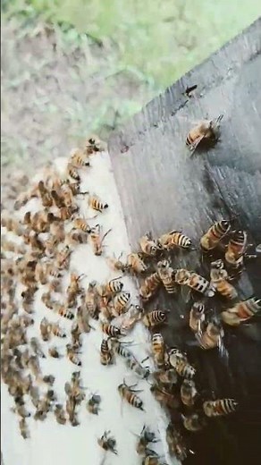Solid Bottom Boards vs Screen Bottom Boards.......I Like Screened!!!