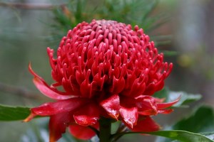 How to grow waratahs