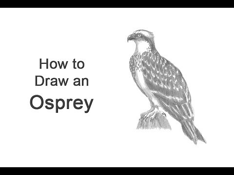 How to Draw an Osprey (Seahawk)