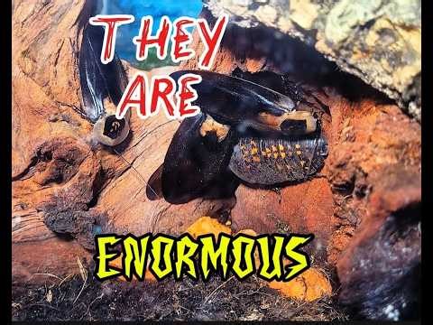 Giant Death Head Cockroaches