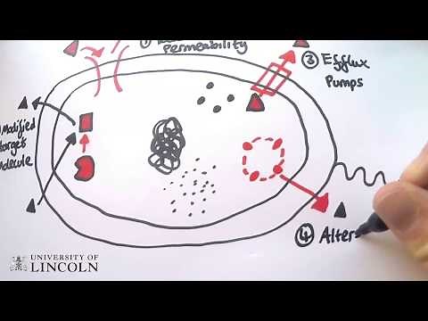 Beta-lactamase antibiotic resistance