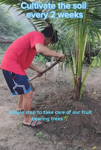 80K views · 179 reactions | Simple step to take care of our fruit bearing trees. #giemelsqualitydwarfcoconutseedlings #dwarfcoconut #plantingtrees #ThankYouLord #reelsviral #fypシ゚viral #viralreel #goodvibes #MarchMadness | GIEMEL’s Quality Dwarf C0c0nut Seedlings | Facebook