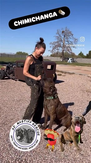 Our 180-pound hunk of love! This gentle giant has a heart as big as his paws and is ready to find his forever home. Chimichanga is an affectionate, loyal boy who wants nothing more than to be part of a family that appreciates the love and devotion of a true Mastiff. He can do well with another calm dog in the home or be perfectly content soaking up all the love as your one-and-only. Because we don't have any history on him with children, we're looking for an adult-only home. Breed experience is 