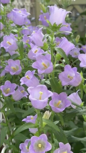The Most Beautiful Spring Flower: Canterbury Bells Full Care Tips #gardeningtrends