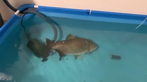 Fishing prank in the pond goes hilariously wrong!