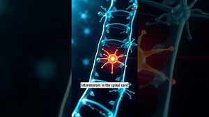 33 REFLEX ARCS AND NEURAL PATHWAYS, RAPID RESPONSE MECHANISM #50LAM_ANATOMY_ENG | Pier Luigi Bozzini