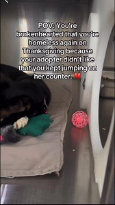 1M views · 10K reactions | “I want to surrender this kitten because...