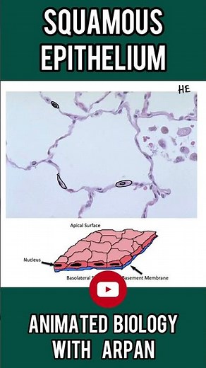 Squamous epithelium histology | 1 minute histology