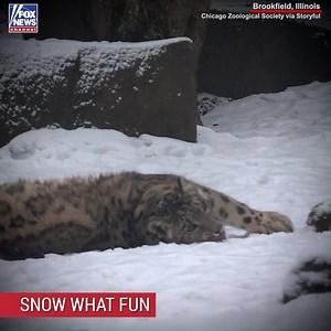 222K views · 4.6K reactions | JUST CHILLIN’: Video shows a snow leopard enjoying a snow day at a suburban Chicago zoo. | Fox News | Facebook