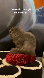 3.4K views · 59 reactions |    | Cat Home Cafe | Facebook