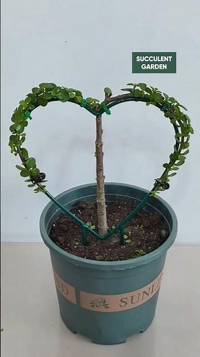 Heart-Shaped Succulent! ❤️ Shaping Portulacaria Afra (Elephant Bush) Guide