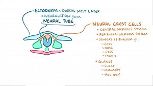 Video: Ectoderm - Video Explanation! | Osmosis | Osmosis