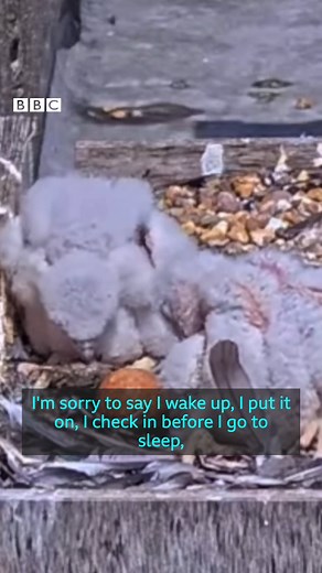 Have you spotted the peregrine falcons in Ealing? If you want to catch sight of them, you'll find them on the roof of Ealing Hospital - and they have a few fans keeping track of their journey too! 🦅 🔭 | BBC London
