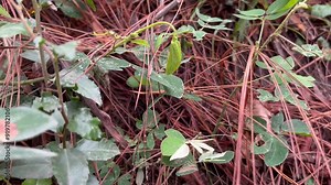 Tiny brown caterpillar moving on leaves and branches