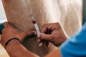 Ask your laboratory expert: haematology results in equine practice