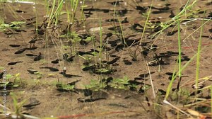 Tadpoles in the lake.Tadpoles are swimming in shallow. Tadpoles swimming underwater