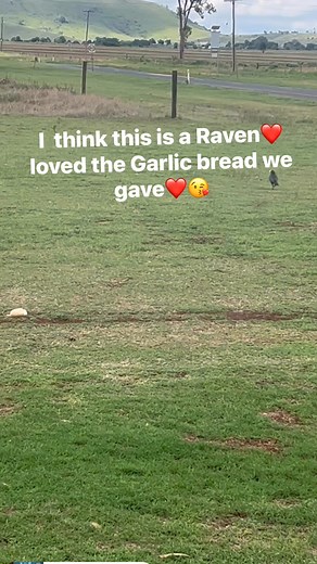 4 comments | Australian Ravens are generally larger than crows and have much larger and more curved beaks. Another way to tell the two apart without seeing them up close is by their sounds. The crow makes a caw sound, whereas the raven makes a deeper croaking sound.#birdinAustralia #fblifestyle #everyone | Liz Tiamzon Basa | Facebook