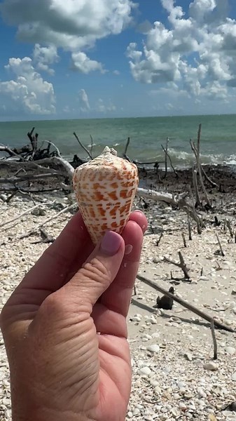 Gigantic Alphabet Cone Shells - A Shell Collector's Dream