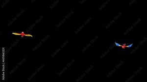 Scarlet Macaw Pair - Two Parrot Birds - Flying Around Loop - 3D animation with alpha channel isolated on transparent background