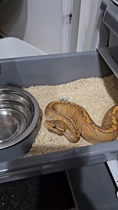 7.1K views · 13 reactions |  #royalpythons #ballpythonlove #beardeddragon #reptilebreeder #snek #morph #petsnake #herpetology #animal #morphs #morph #snakelove #reptilelove #livingart #ballpythonofinstagram #snakelovers #reptilesofinsta #serpent #ballpythonsnake #nature #ballpythonlover #babyballpython #ballpythonmorphsofinstagram | Xclusive ball pythons | Facebook