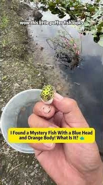 I Found a Mystery Fish With a Blue Head and Orange Body! What Is It? 🐟