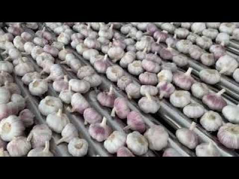 🧄 Boost your garlic business with smart automation!