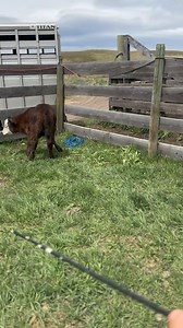 10K reactions · 1.5K shares | When a calf sneaks out the chute before you can brand it , then it’s necessary to have a wrestling match with it 藍. #calves#beefcows#wheresthebeef#itsabouttogetwestern#wrestling#cattle#workingranch#funtimes#brandingday#branding#rodeo#calfwrestling | Lori Kruse | Facebook