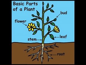Parts of a Plant (Children's) Song