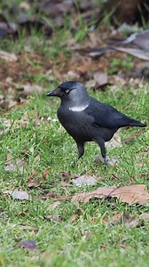 O stăncuța, Corvus monedula, care cauta atent hrana prin iarba intr-un parc din Galati. Este o scena des intalnita in mai toate parcurile urbane din Romania, habitat la care stancuta s-a adaptat cu mare succes. Pe fundal, la inceput, apare si un porumbel gulerat, Columba palumbus, tot mai prezent si el in parcuri si gradini. | Animale Salbatice