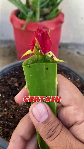 “Have You Seen This AMAZING Aloe Vera Plant Trick? 🌿 Most People Don’t Know This!”