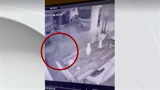 Watch: Coyote comes face-to-face with house cat after sneaking into California home