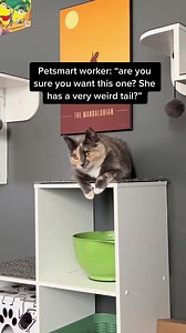 Nora is an american ring tail cat and she is very special ❤️ #cats #dilutecalico #calico #americanringtail #funnycatvideos | Nala Meets World