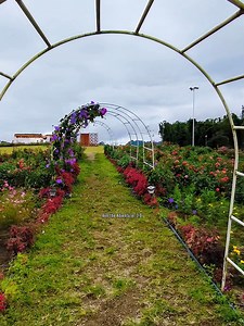 271K views · 3.4K reactions | Tara ating pasyalan ang napakagandang flower garden na may adventure park dito sa tupi #rentheadventurer2.0 #relaxation Feat. Euphoria Flower Farm & Adventure Park Tupi South Cotabato | Ren The Adventurer 2.0 | Facebook