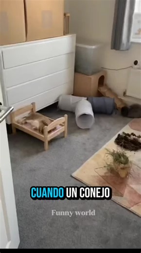 ¿Qué sienten los conejos cuando duermen?