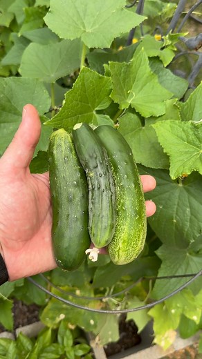 Cucumbers for days in the garden dad and I started back in 2020 at the folks place. A tasty, crunchy, & hydrating addition to our summer dishes! #dallascatering #dallasprivatechef #dallasfoodie #dallaschef #dallaseats #dallasfood #dallasgardening | Clayton Kahler Brown