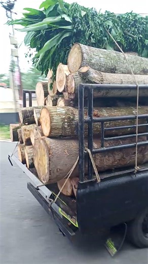 LOGING MAHONI, MINDI, SENGON, AFRIKA (TREMBELU)