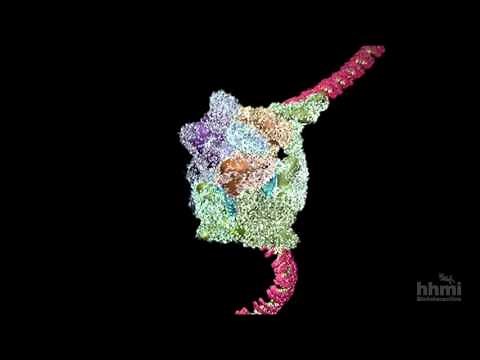 Transcripción (descripción detallada) | HHMI BioInteractive Video