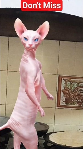 Dancing Sphynx Cat 😺💃 | Cutest Dance Ever! | Viral Kitty Short 🐾