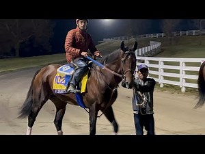 Flightline at the Breeders' Cup 11/2/22