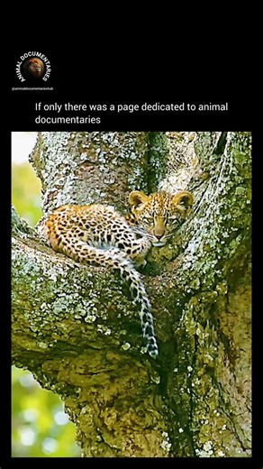 Animal Documentaries Hub on Instagram: "In the heart of the African savannah, a lone leopard cub's story unfolds. Abandoned in a tree, he waits anxiously for his mother's return, threatened by a lurking hyena. Watch as this little ball of fur navigates the dangers of the wild, relying on instinct and camouflage to stay safe. With his mother's return, relief washes over him, and he indulges in the comfort of her care. Witness the tender moment as she lovingly grooms him, ridding him of parasites 