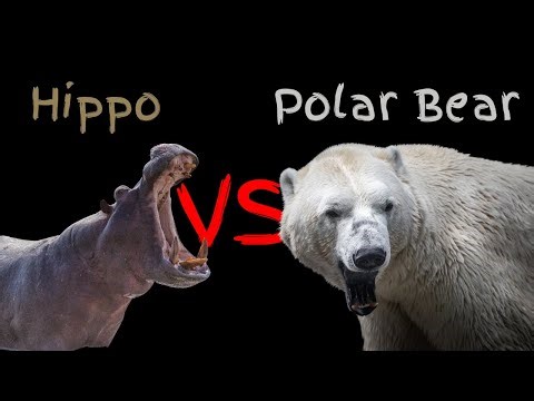 Polar Bear vs Hippo: The Ultimate Showdown!