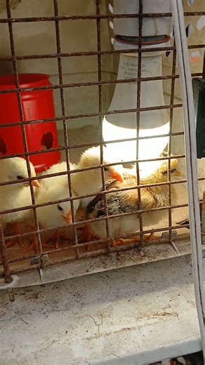 Staying warm under the light.. #chicken #babychicks