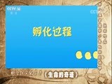 [芝麻开门]科学探究纪录片《生命的奇迹》
